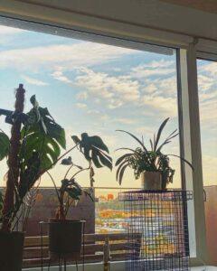 Three healthy houseplants growing on a bright windowsill, demonstrating the light placement tips shared on The Plant Manual